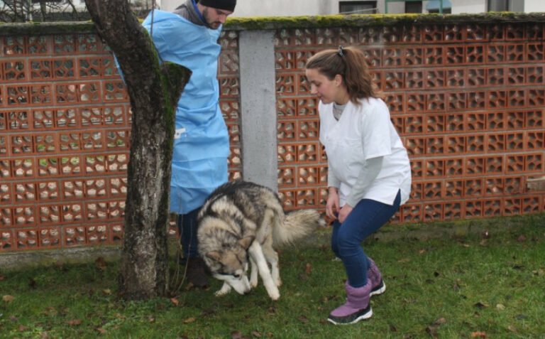Čudo se dogodilo: Haski koji je pregažen traktorom stao na svoje noge