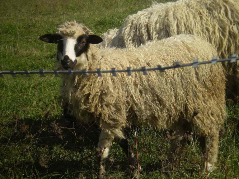 Ministarstvo poljoprivrede FBiH: Kako suzbiti brucelozu