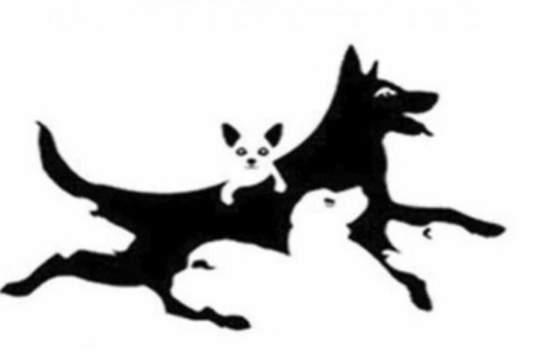 Jutarnji trening za najbolje: Koliko pasa vidite?