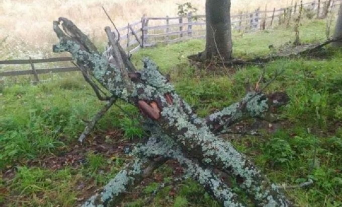 118777570 3339207326115763 6820780335077934046 n 1000x0