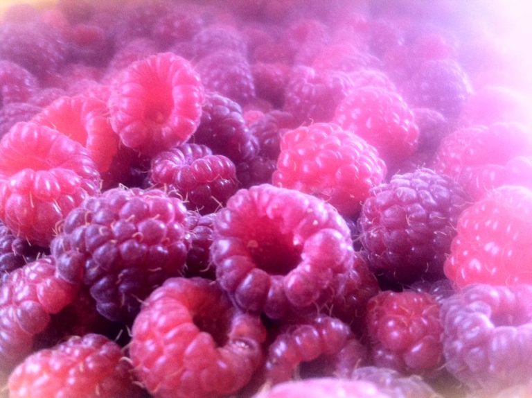 Novi problemi za malinare: Otkupne cijene malina zbog kiše niže za 10 i 20 feninga po kilogramu