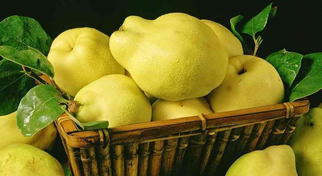 1ba485102284529caa5522cc50a22170