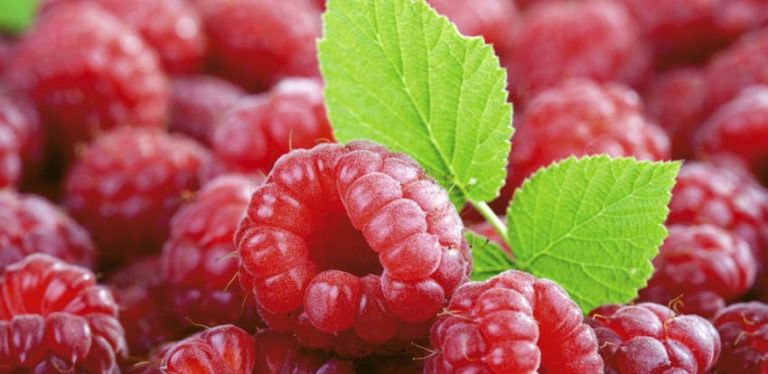 Prvo niske cijene malina, a sada zaustavljen i otkup