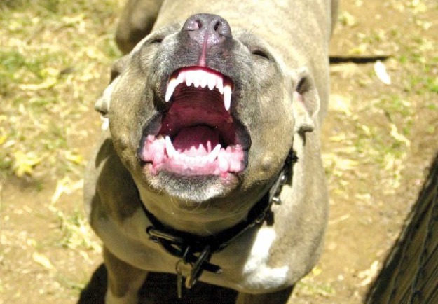 STRAVIČAN NAPAD: Pit bull odgrizao genitalije dječaku