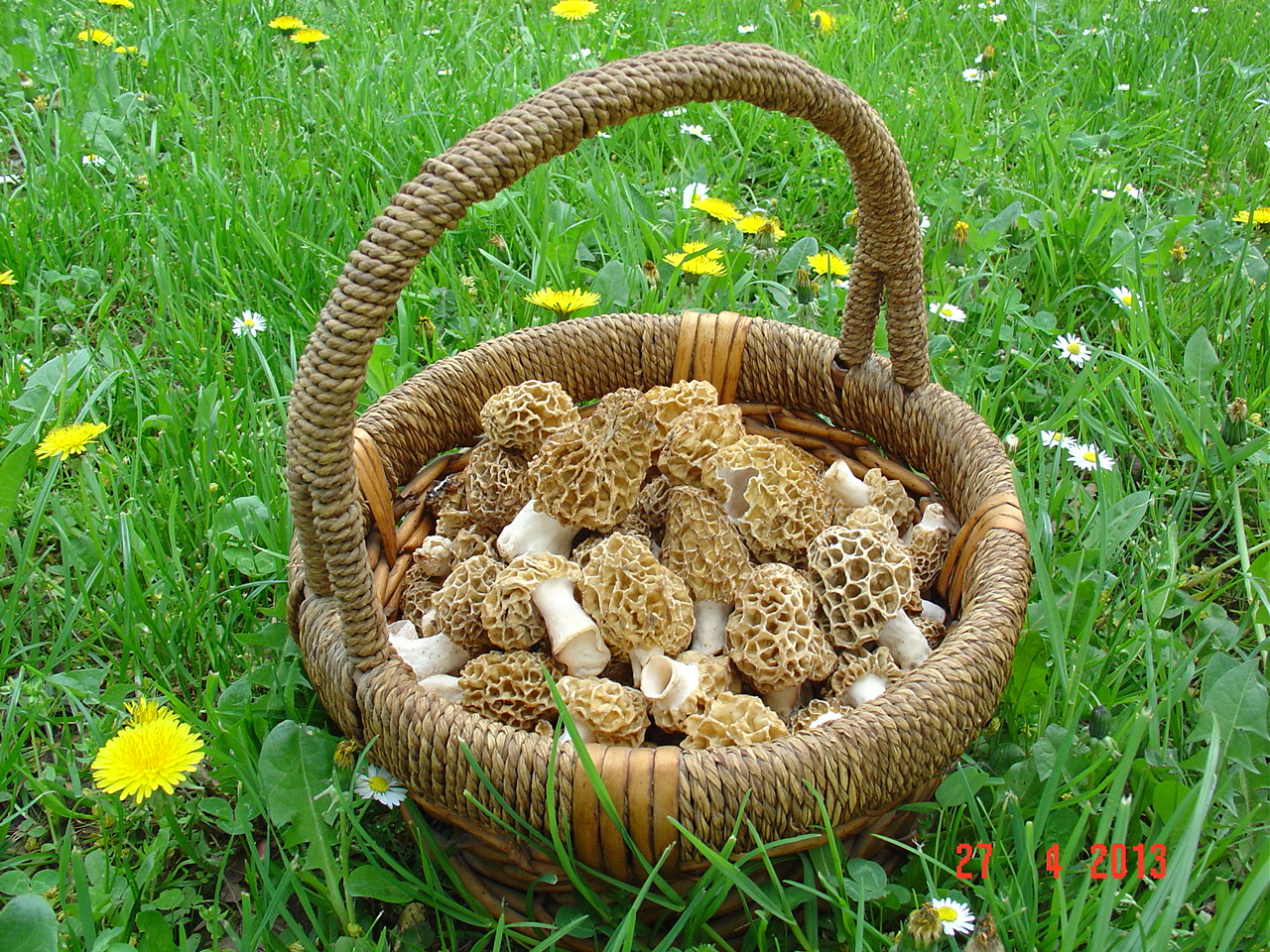 Kiša pogoduje makar gljivarima, dnevno zarade i do 70KM