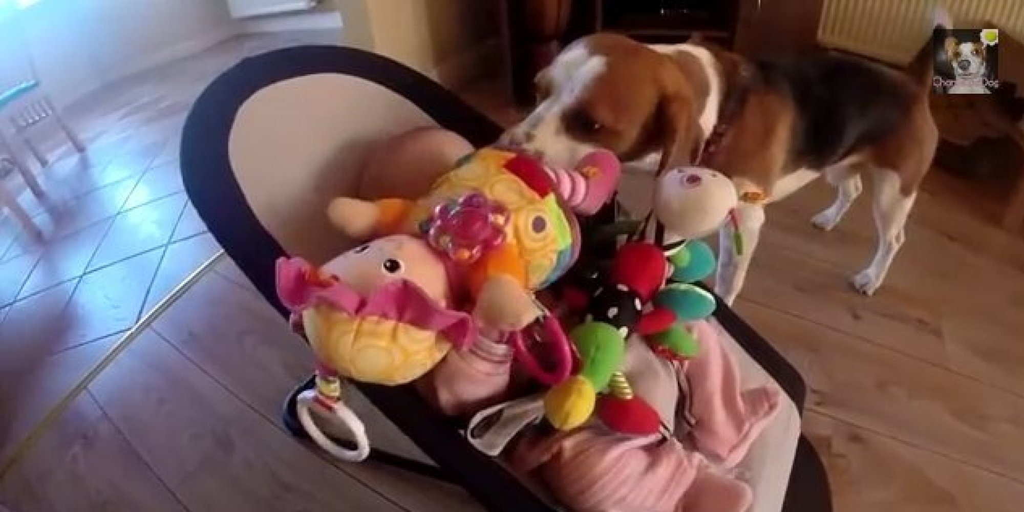 TA DIVNA STVORENJA: Evo šta je pas bebi kao izvinjenje priredio za “ukradenu” igračku