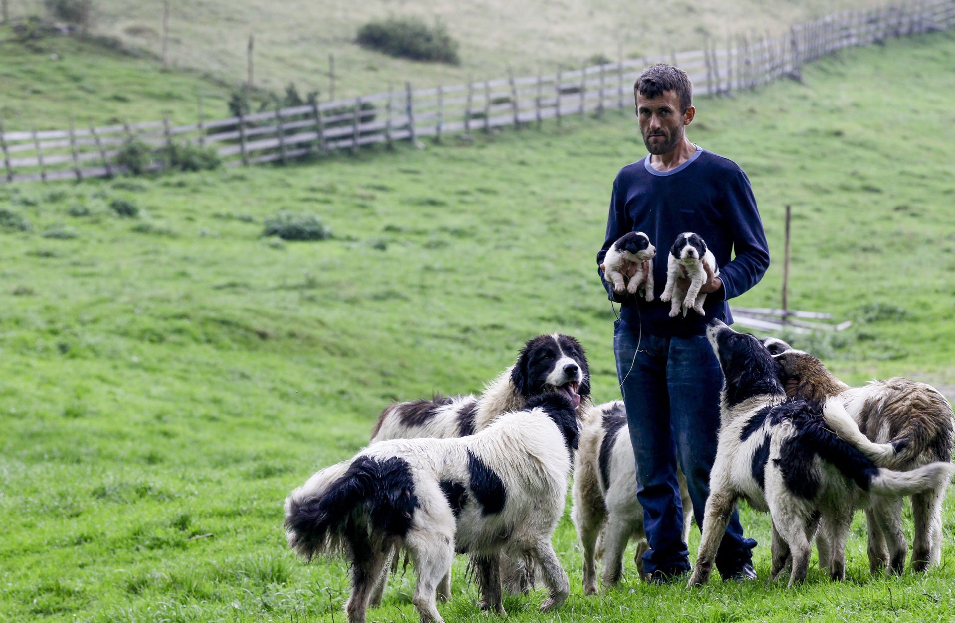 Autohtona bh. pasmina: Tornjak je miran i blag pas, snažan i odan čuvar
