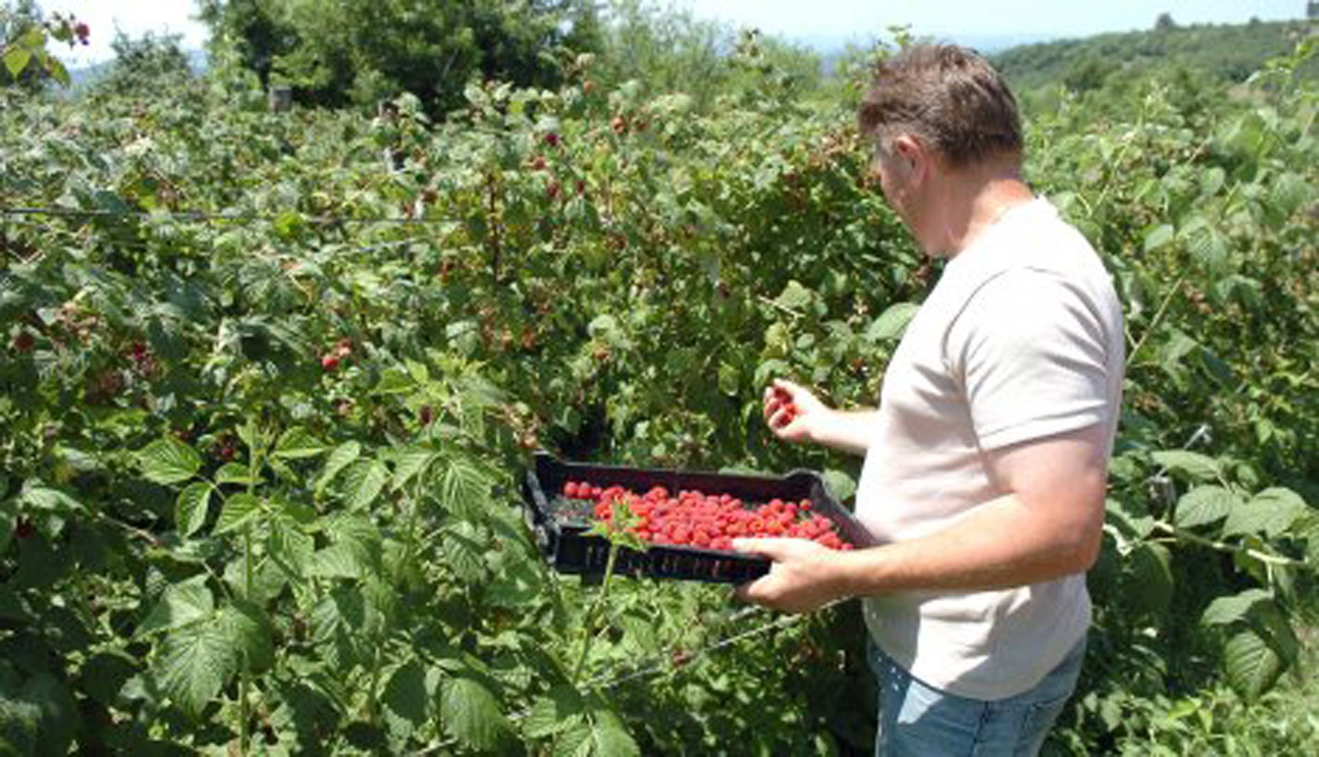 Šansa za nezaposlene: Malinjak od tri duluma može hraniti četveročlanu porodicu
