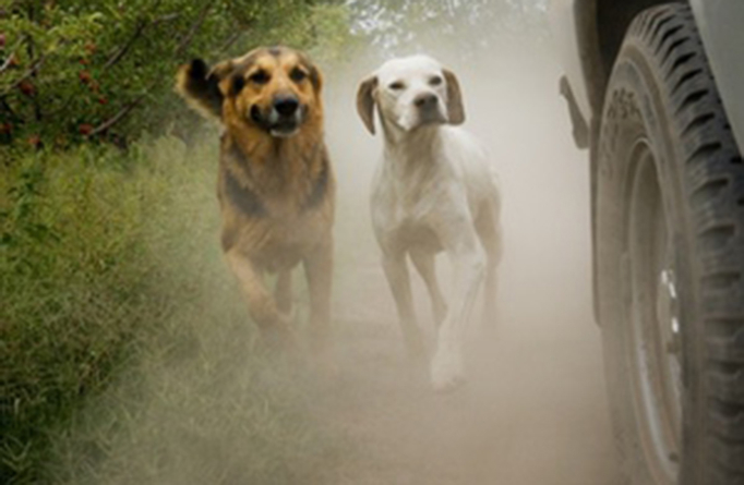 Znate li zašto psi jure automobile?