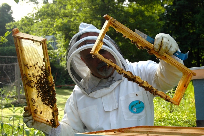Zbog čega ugibaju pčele u BiH: Ne liječite pčele sami, prvo se posavjetujte sa veterinarom