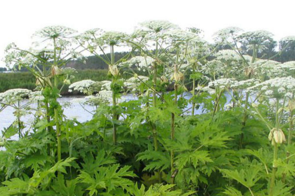 Ako igdje vidite ovu biljku pobrinite se da je – ne dotaknete