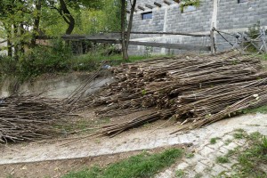 aa_picture_20151018_6554828_web