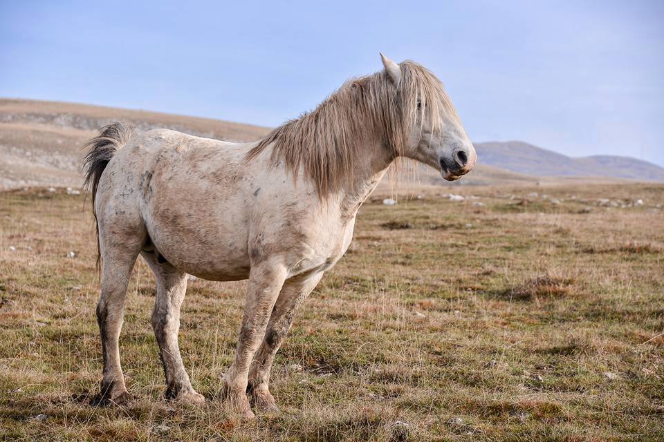 12274541_929395687154514_8677779432270346654_n