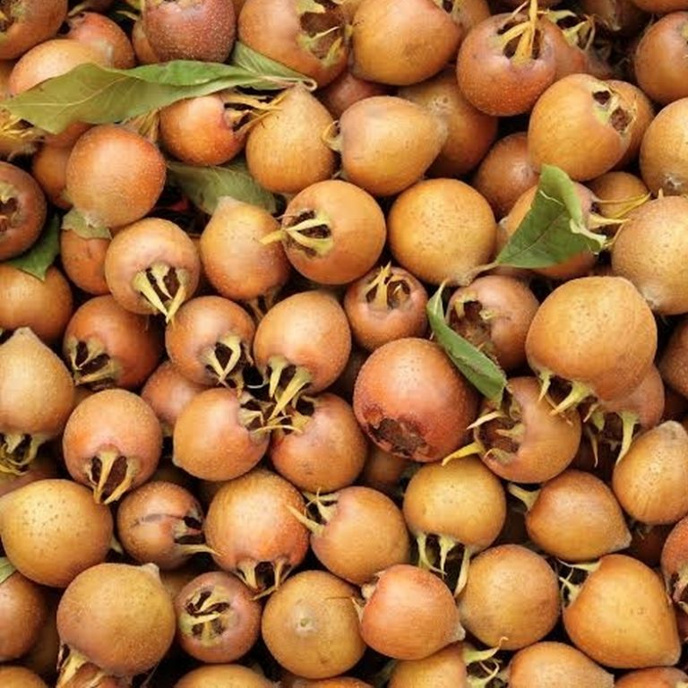 Šaka plodova koji liječe herpes