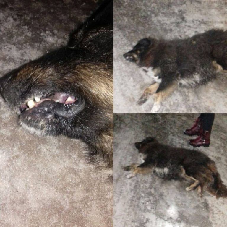 Zenica: U naselju Blatuša otrovani psi lutalice?