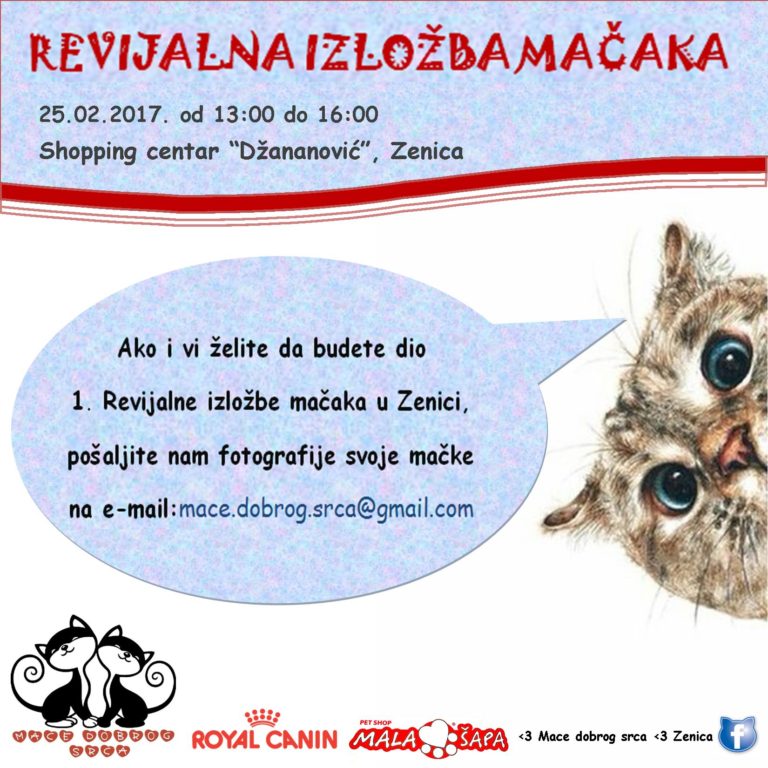 Poziv vlasnicima mačaka na prijavu za učešće na Prvoj revijalnoj izložbi mačaka u Zenici