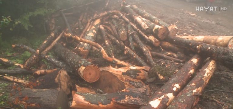 UITŠFBIH: Vlasti problem bespravnih sječa ne tretiraju ozbiljno