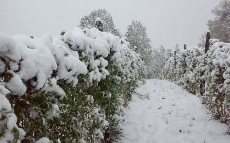 Mokri snijeg nanio štetu malinjacima u Željeznom Polju i šire