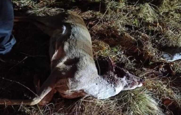 Krivolov u BiH: Ubili dvije srne, pa pucali u goste u vikendici