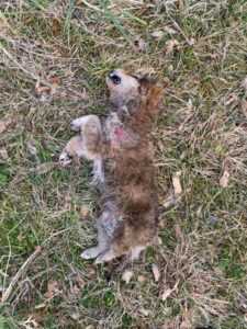 Konjic psi otrov februar2021 FB3