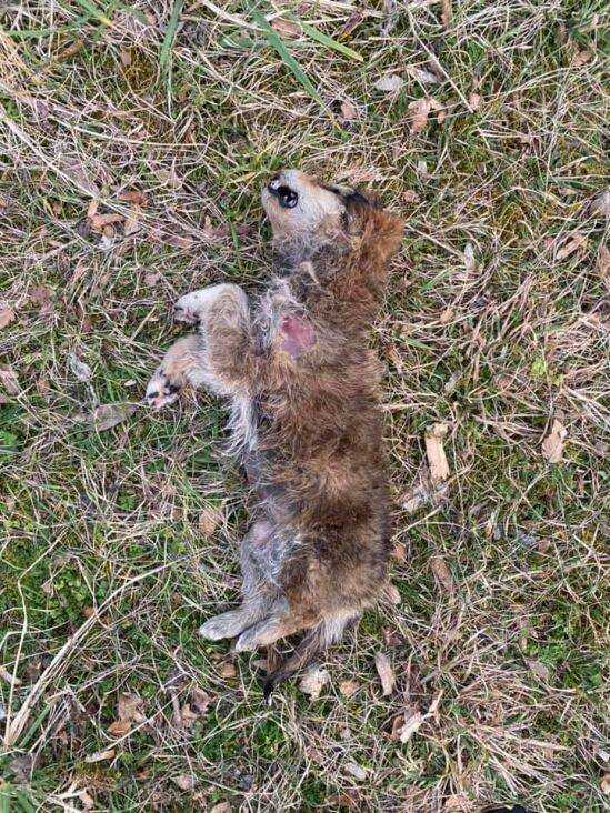 Konjic psi otrov februar2021 FB3