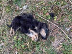 Konjic psi otrov februar2021 FB5