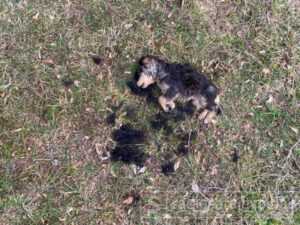 Konjic psi otrov februar2021 FB6