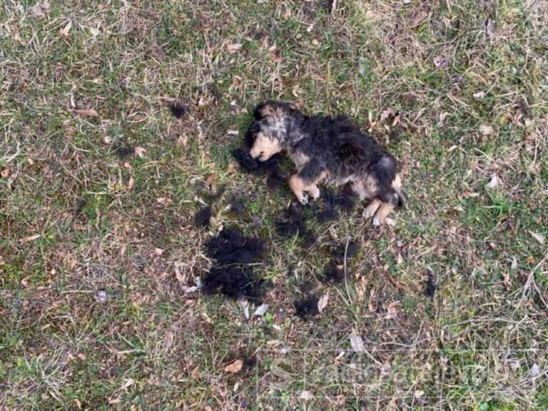 Uznemirujući prizori u bh,. gradu: Zli čovjek otrovao sedam malih psića