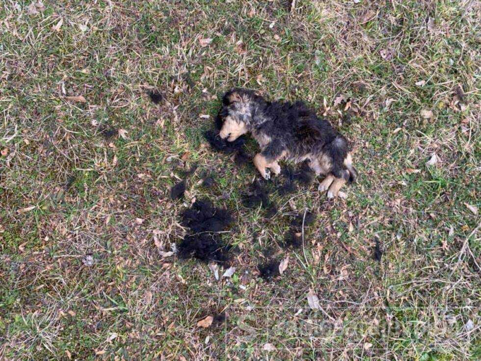 Konjic psi otrov februar2021 FB6