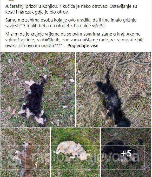 Konjic psi otrov februar2021 FB8