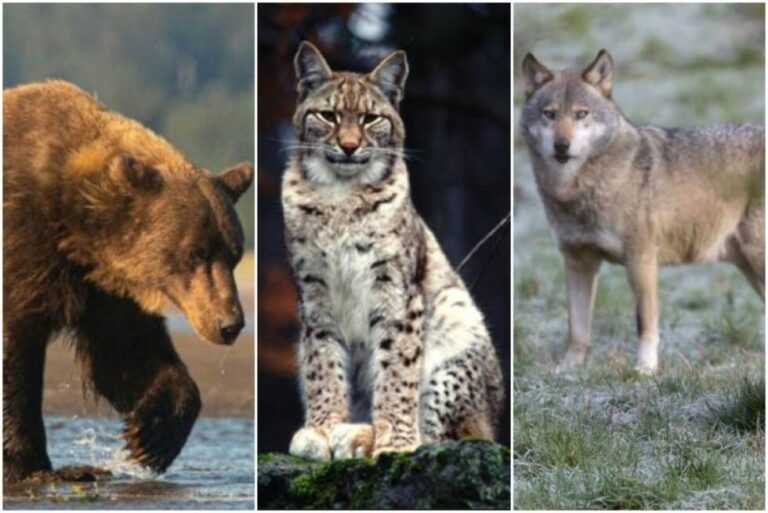 Škapur: U bh. šumama žive 3 velike zvijeri, ovo je zadnja šansa da ih sačuvamo