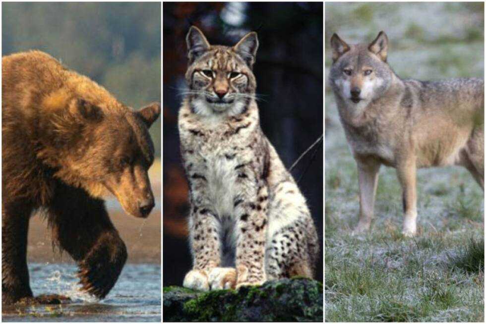 Opasne zvijeri februar2021 RSA