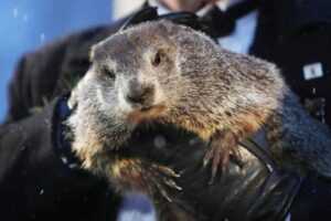 Punxsutawney Phil