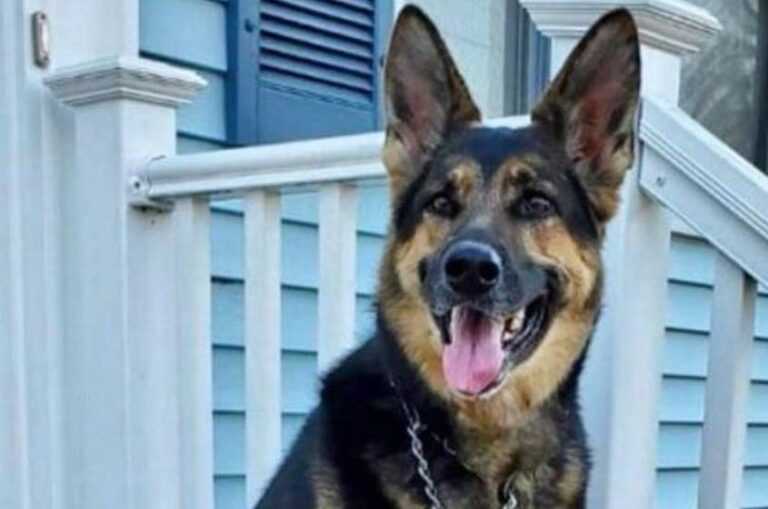 Imao je srčani udar, spasio ga pas kojeg je usvojio iz azila