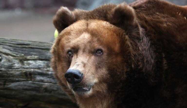 Vreme, prognoza i životinje: Medvedi, mrmoti, gliste i drugi detektori za vreme