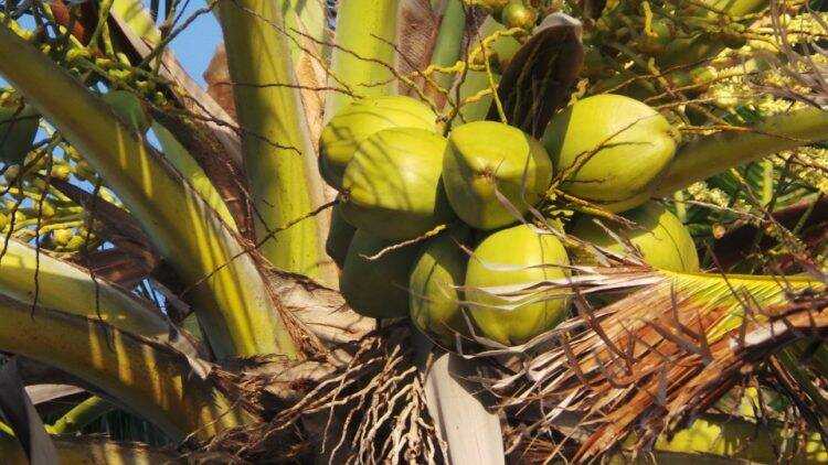 Preživjeli 33 dana hraneći se samo kokosima