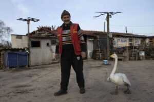 labud postar Turska2