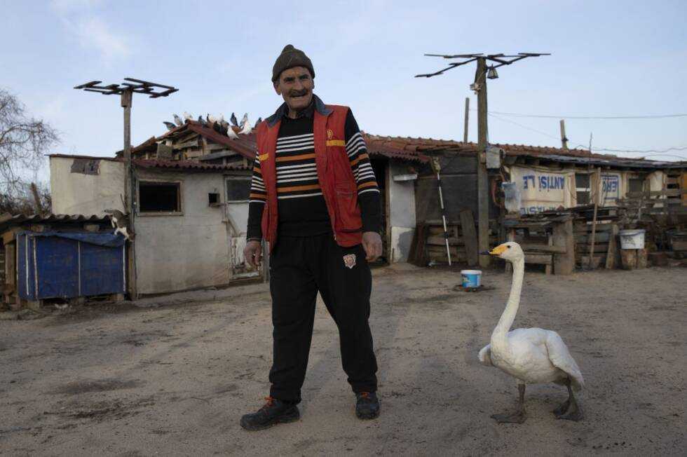 labud postar Turska2