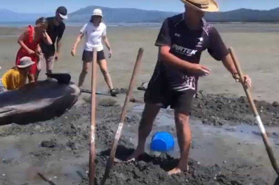 novi zeland kitovi ss