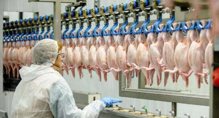 piletina e1612542091107