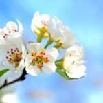 proljece behar jabuka sunce pixabay