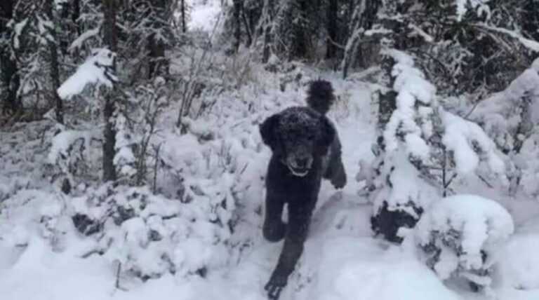 Optička iluzija podijelila svijet: Da li na slici vidite psa ili čovjeka?