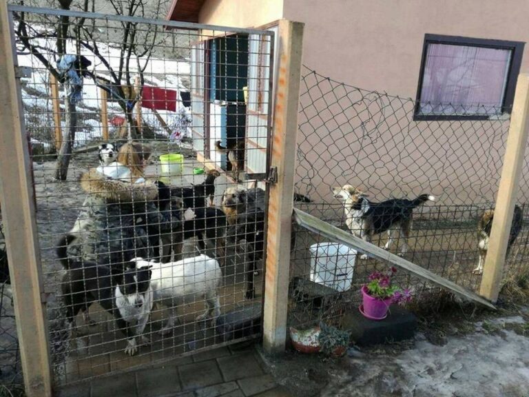 Šta je utvrdila istraga o milionskoj prevari i švercu pasa iz Zenice