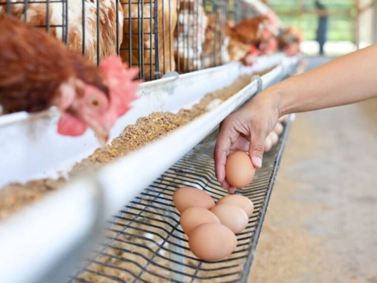 Bh. način: Dok se ne dogovorimo, u Veneciji ćemo testirati svoju piletinu