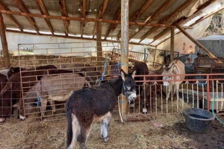 Lijepa priča: Magareće mlijeko iz BiH traženo u europskim zemljama