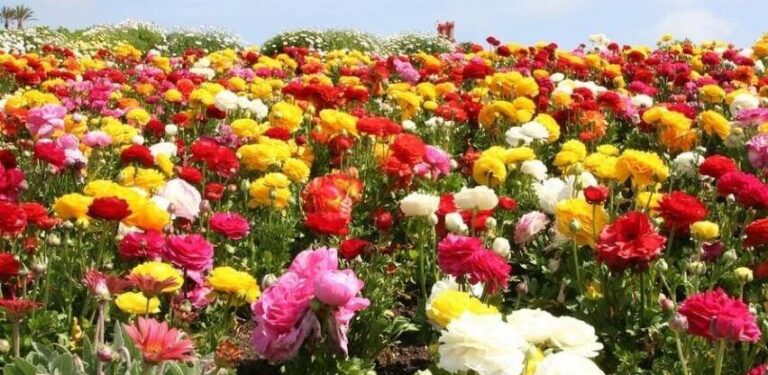 U pandemiji procvjetala prodaja cvijeća u BiH