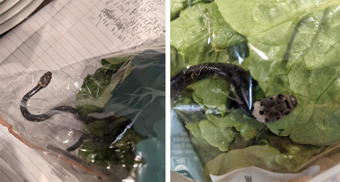 Australijanac nasao zmiju otrovnicu u pakovanju salate u supremarketu