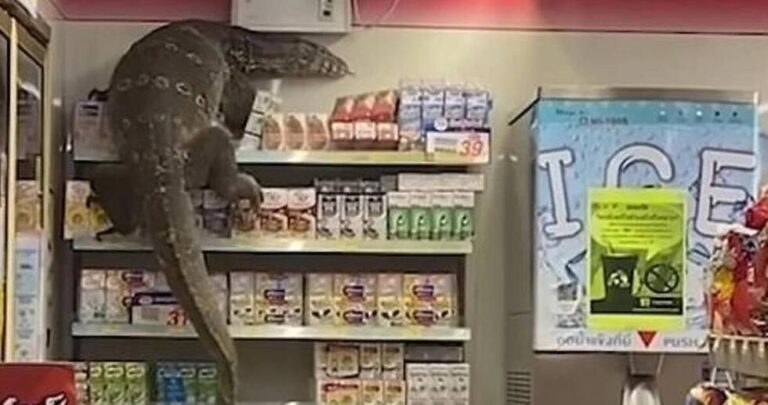 Ogromni gušter šokirao kupce na Tajlandu, penjao se po policama u prodavnici