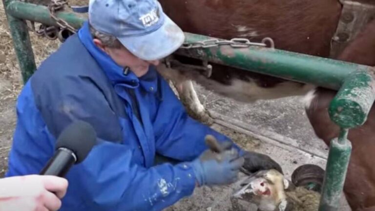 Osman ima neobično zanimanje: Pediker za krave koji dolazi na kućnu adresu