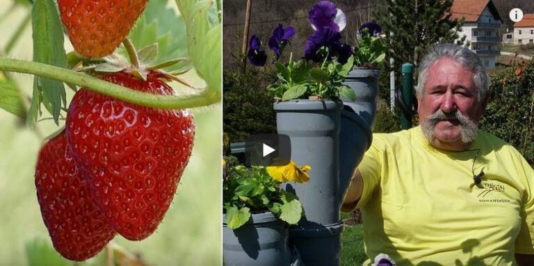 Jagode i cvijeće iz vodovodnih cijevi